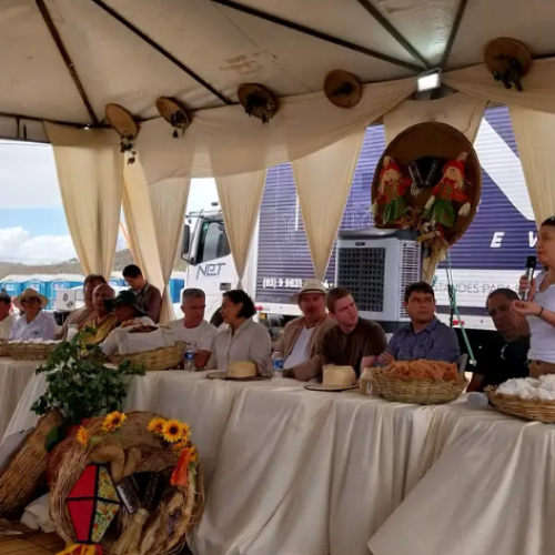 Produtores colhem algodão orgânico na Paraíba